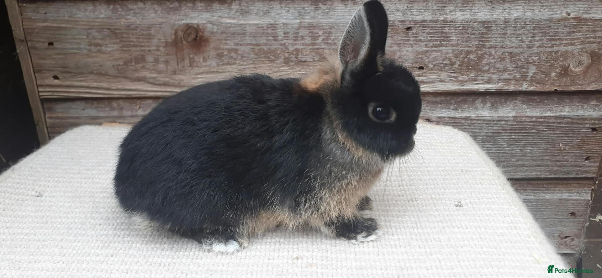 Netherland Dwarf rabbits Baby Netherland Dwarf Doe & Adult Netherland Dwarf - Advert 14