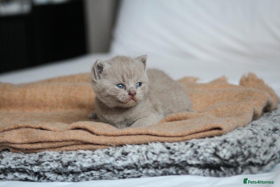 British Shorthair cats for sale: 🩶🐈🐾 Stunning BSH Kittens 🩶🐈🐾 - Image 26