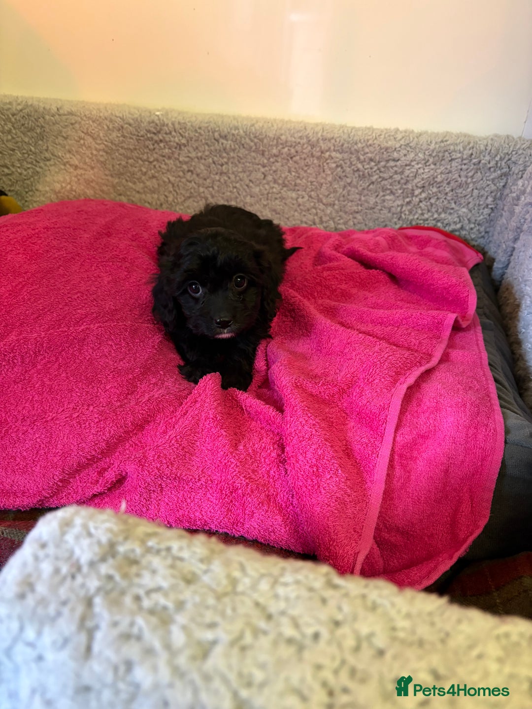 Cavapoo dogs for sale: F1 cavapoo  - Advert 7