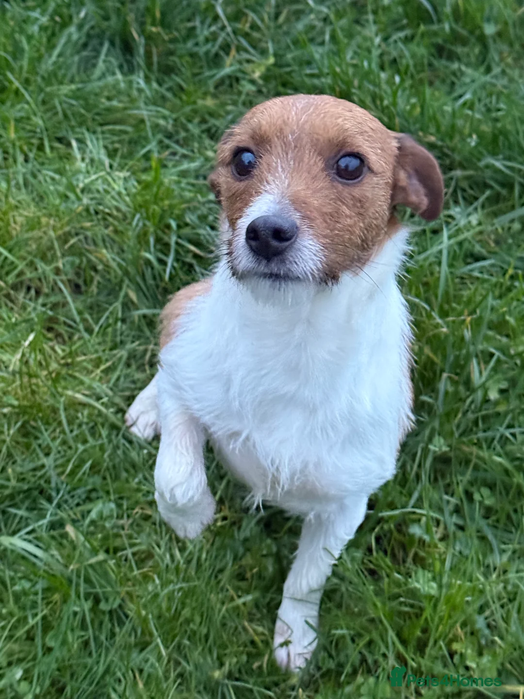 Jack Russell dogs for stud: Branston in Pickering - Advert 5