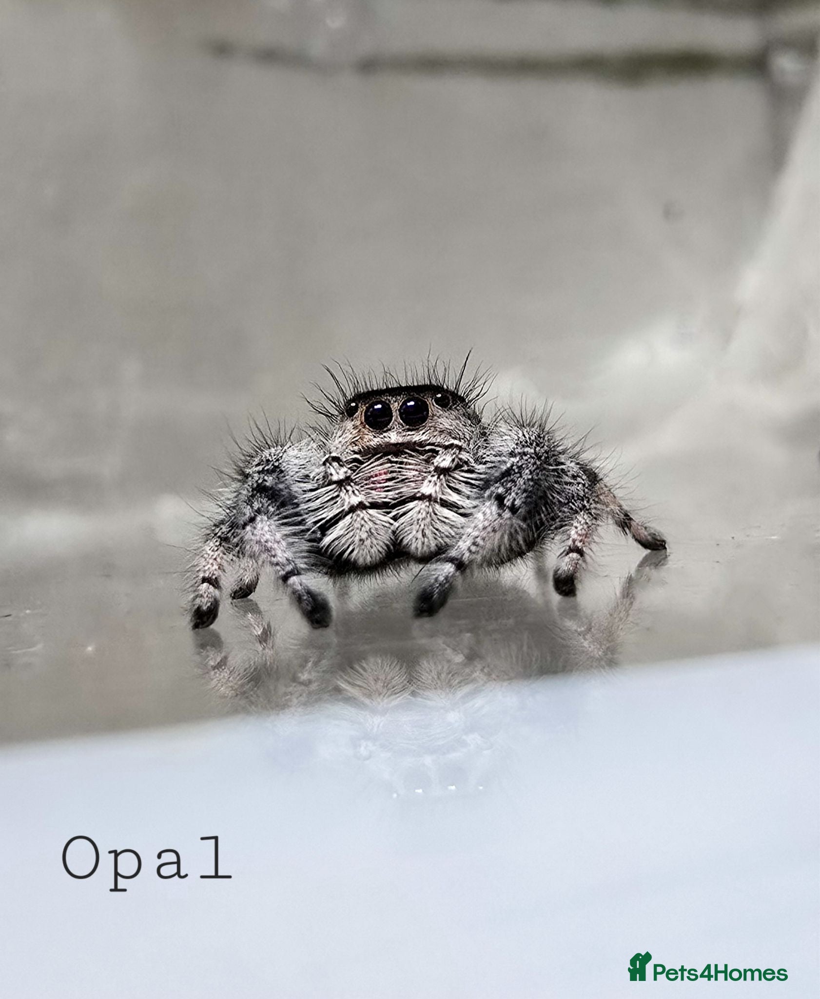 Spiders invertebrates JUMPING SPIDERS - Advert 1