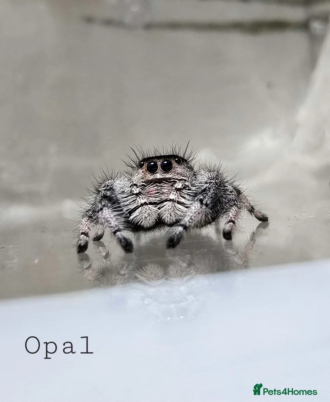 Spiders invertebrates for sale: JUMPING SPIDERS - Advert 1