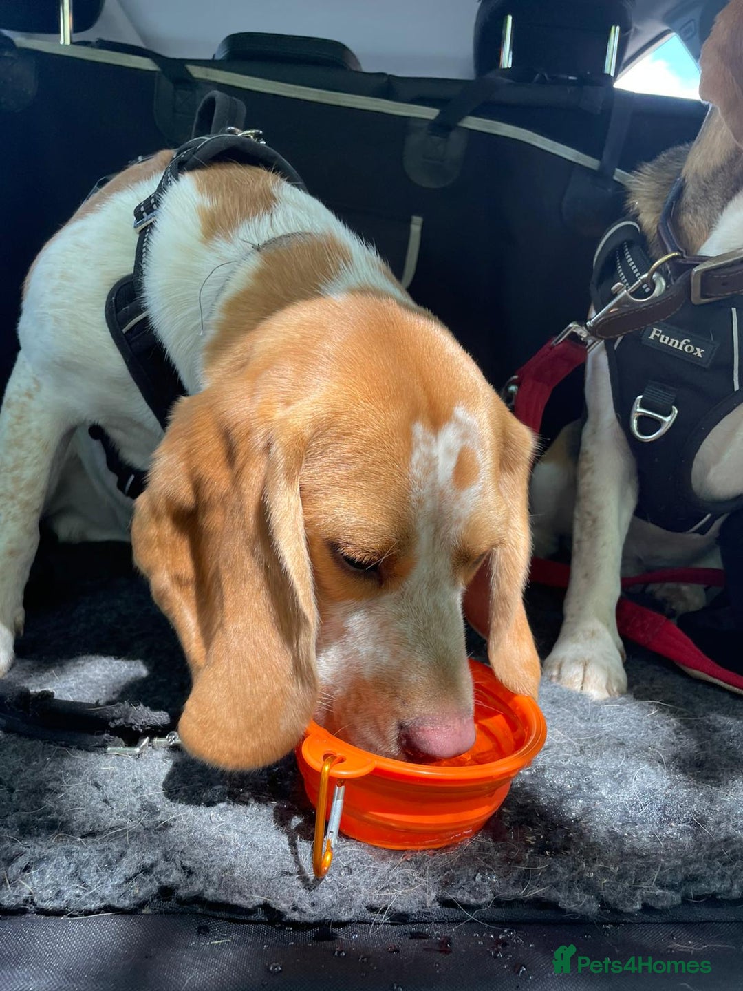 Beagle dogs for sale: Beagle boys for rehoming  - Image 7