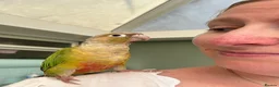 Conures birds for sale: Pineapple Green Cheek Conure approx 6 months  - Advert 3