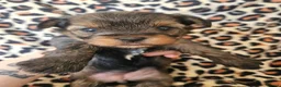 Yorkshire Terrier dogs for sale: DNA tested parents Biewer and Ocean Pearl puppies - Advert 31