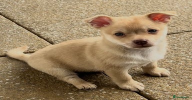 Pomeranian dogs - Advert 16