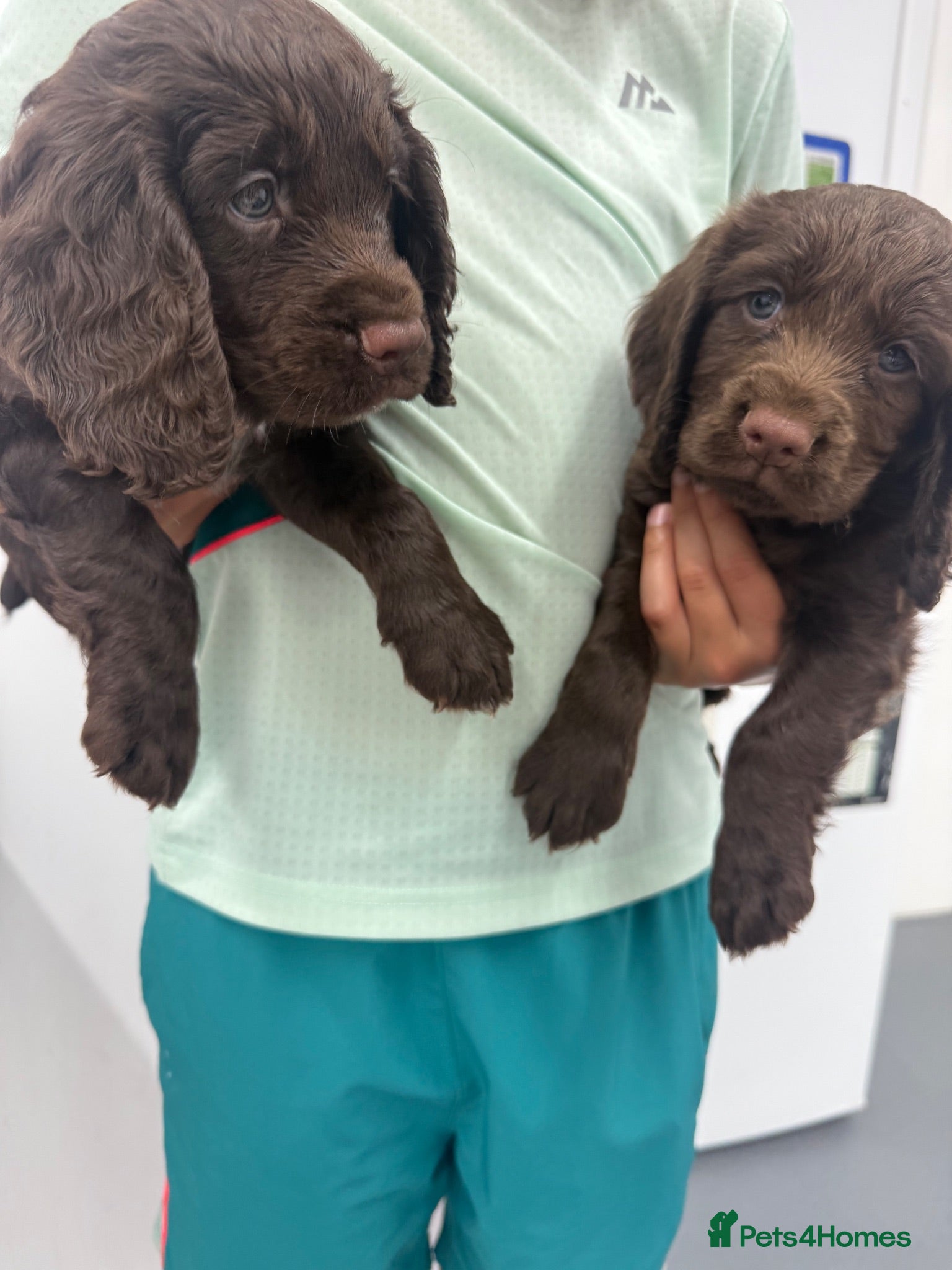 Cocker Spaniel dogs KC WORKING COCKER SPANIELS FTCH BLOODLINES  - Advert 1