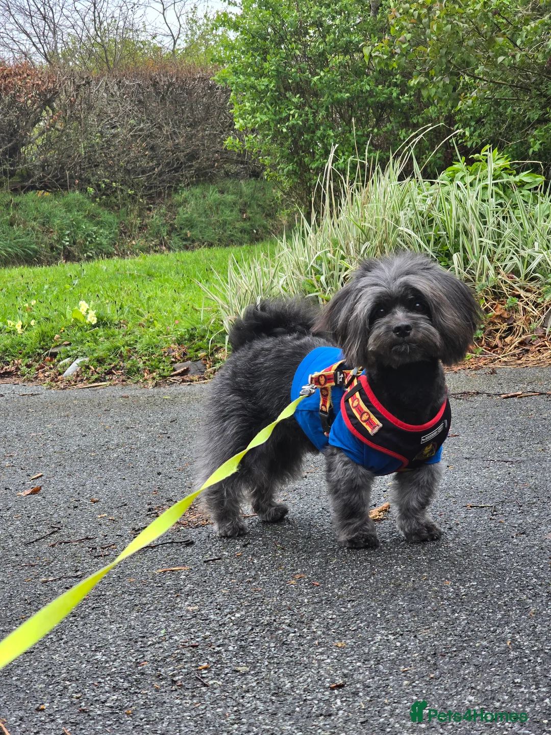 Lhasa Apso dogs for stud: Pure Lhasa Apso small sized Rare Black blue skin - Advert 12