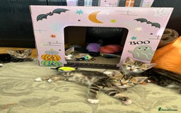 Mixed Breed cats for sale: Beautiful Tabby Kittens For Sale  - Image 20