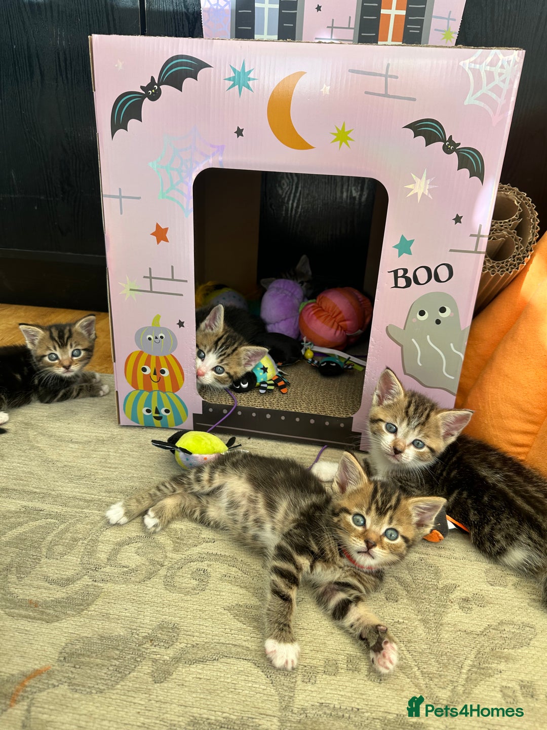 Mixed Breed cats for sale: Beautiful Tabby Kittens For Sale  - Image 20