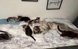 Mixed Breed cats for sale: Maine coon / Tabby kittens - Image 9