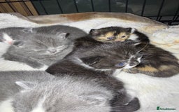 British Shorthair cats for sale: 6 beautiful British shorthair cross kittens  - Advert 4