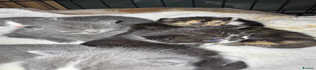 British Shorthair Kitten 1