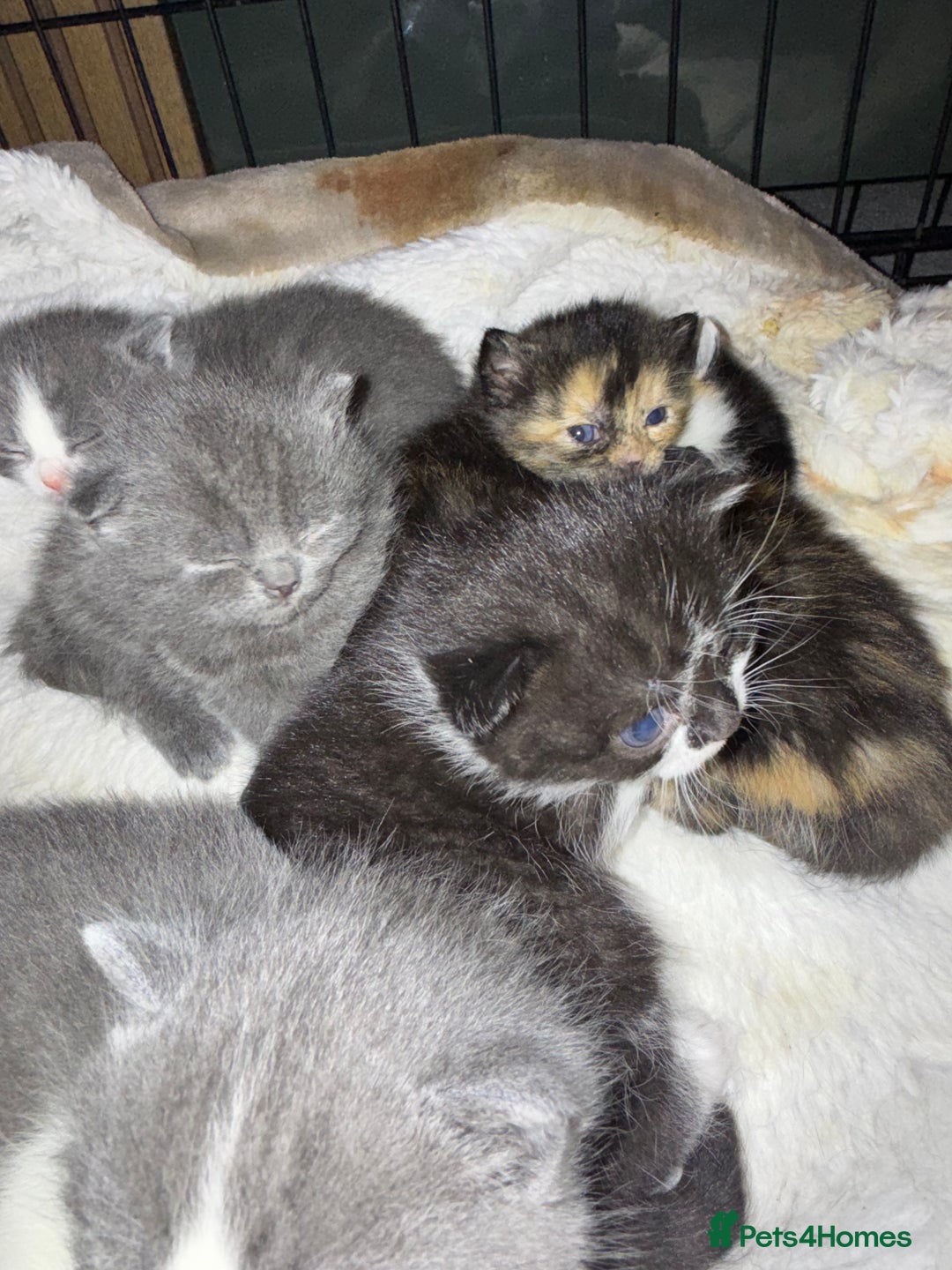 British Shorthair cats for sale: 6 beautiful British shorthair cross kittens  - Advert 4