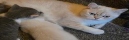 British Shorthair cats for sale: 2 year old colourpointed british shorthair female - Advert 5