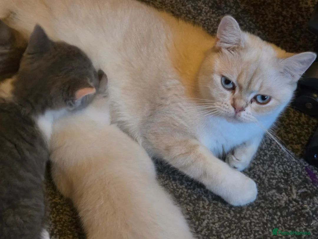 British Shorthair cats for sale: 2 year old colourpointed british shorthair female - Advert 5