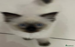 Ragdoll cats for sale: Ragdoll  - Image 6
