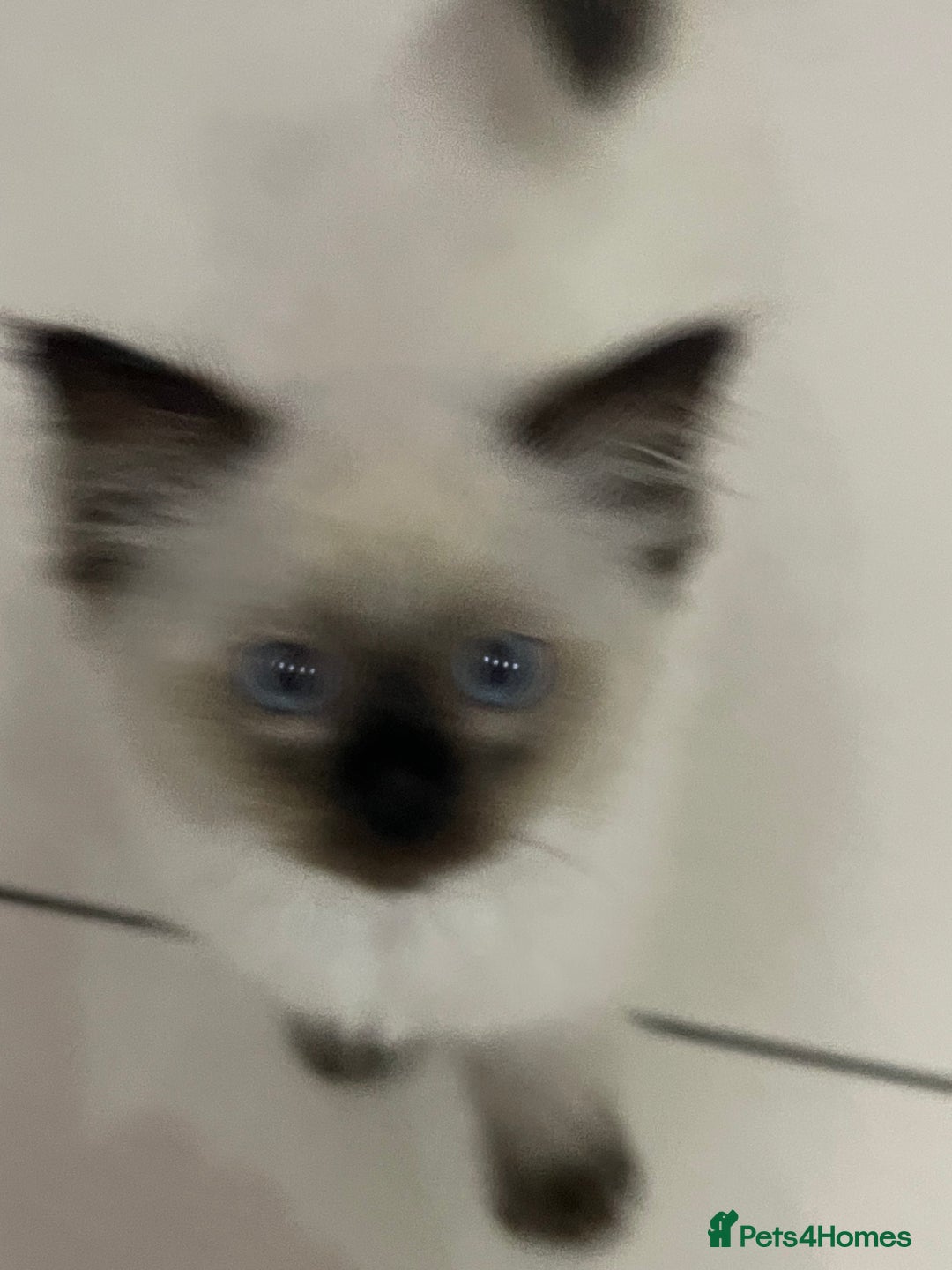 Ragdoll cats for sale: Ragdoll  - Image 6