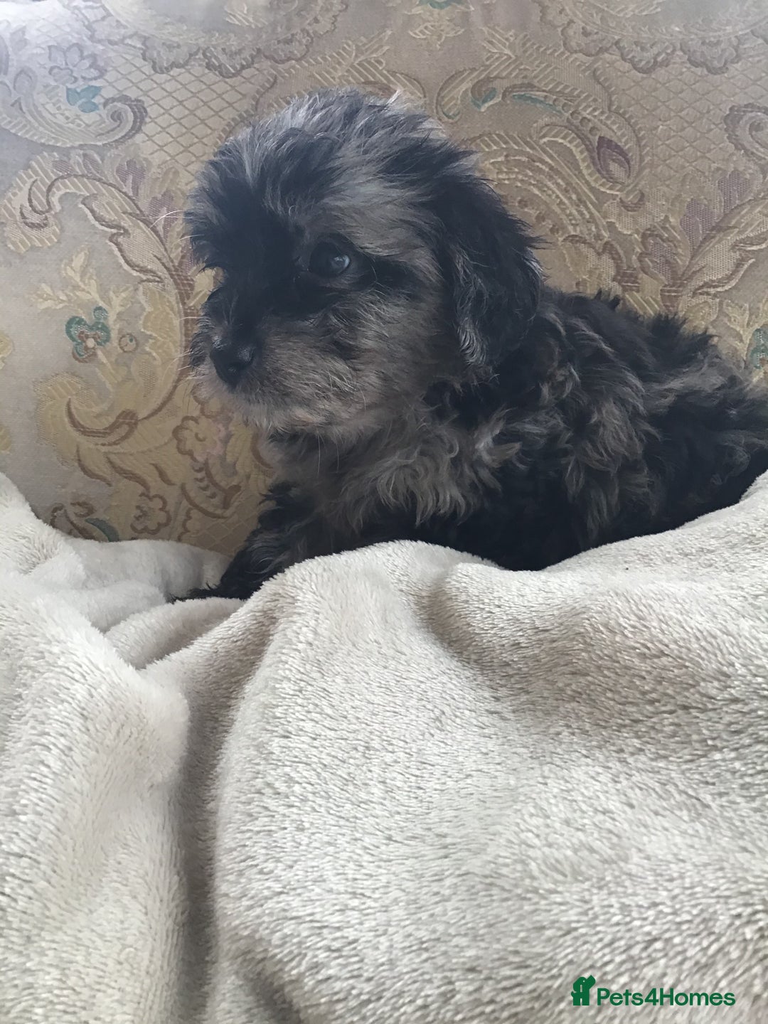 Jackapoo dogs for sale: ***READY NOW*** Gorgeous Jackapoo puppies - Image 16