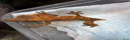 Gecko reptiles for sale: Baby Crested Geckos in Plymouth - Advert 5