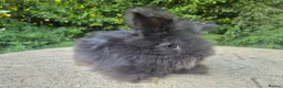Angora rabbits for sale: 🌟STUNNING ANGORA BABIES- maxi full face 🌟 - Advert 7