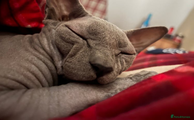 Sphynx cats - Advert 1