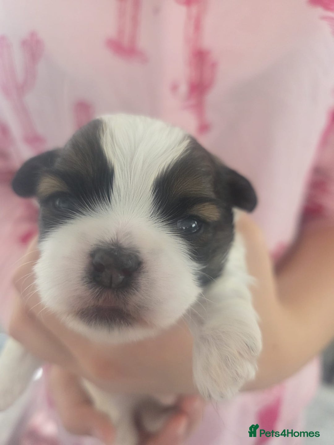 Shih Tzu dogs for sale: Shih tzu puppies - Image 3