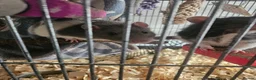 Rat rodents for sale: 2 male rats - Advert 3