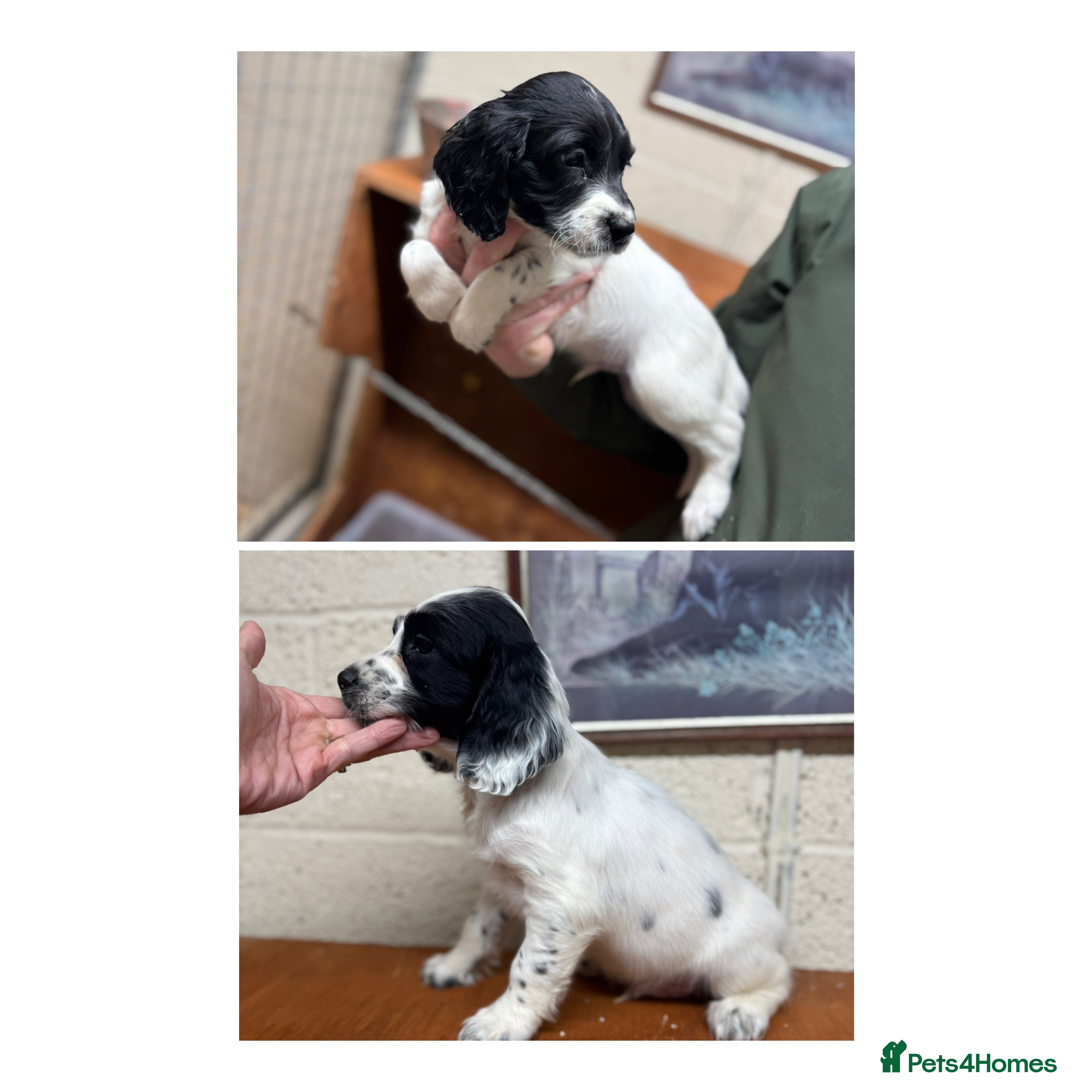 English Springer Spaniel dogs 2 male Working springer spaniels ready to leave! - Advert 2