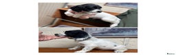 English Springer Spaniel dogs for sale: 2 male Working springer spaniels ready to leave! - Advert 1