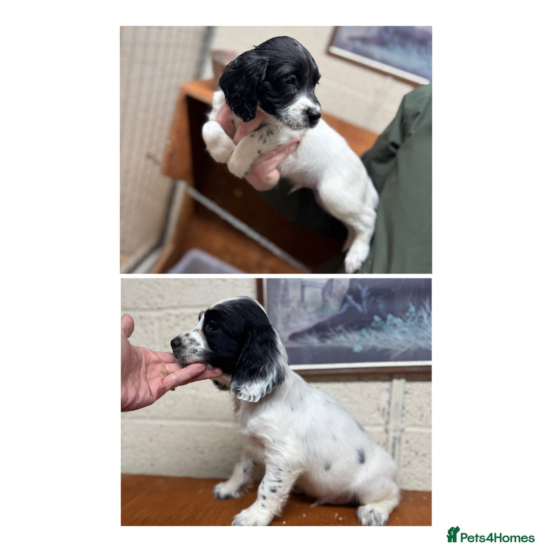 English Springer Spaniel dogs for sale: 2 male Working springer spaniels ready to leave! - Advert 1