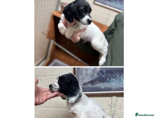 English Springer Spaniel dogs 2 male Working springer spaniels ready to leave! - Advert 1