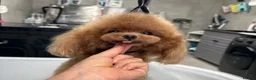Maltipoo dogs for sale: 🧸Maltipoo puppies Korean & Asian lines - Advert 9