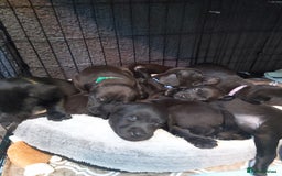 Mixed Breed dogs for sale: Lab Cross Puppies for Sale - Image 3