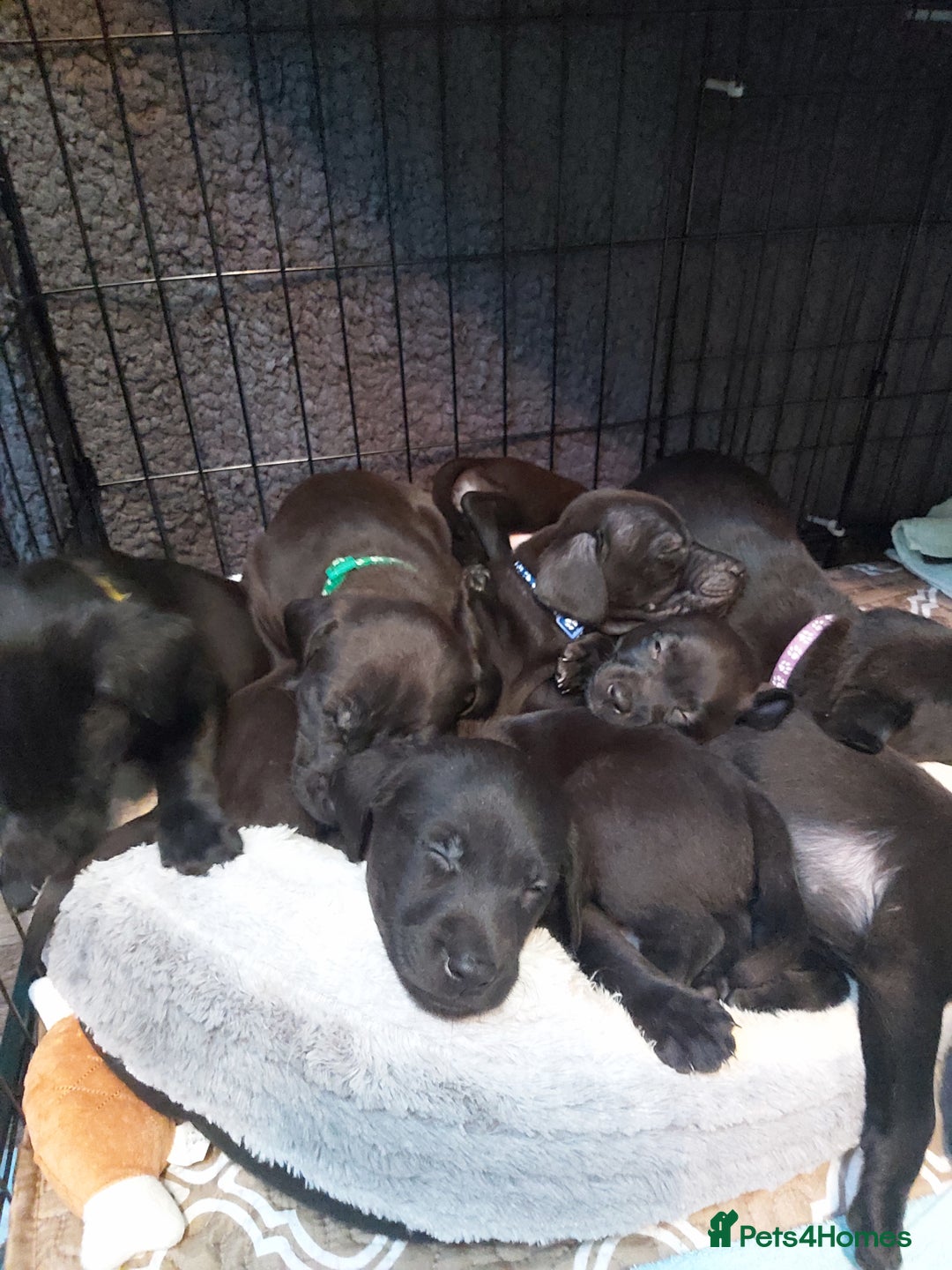 Mixed Breed dogs for sale: Lab Cross Puppies for Sale - Image 3
