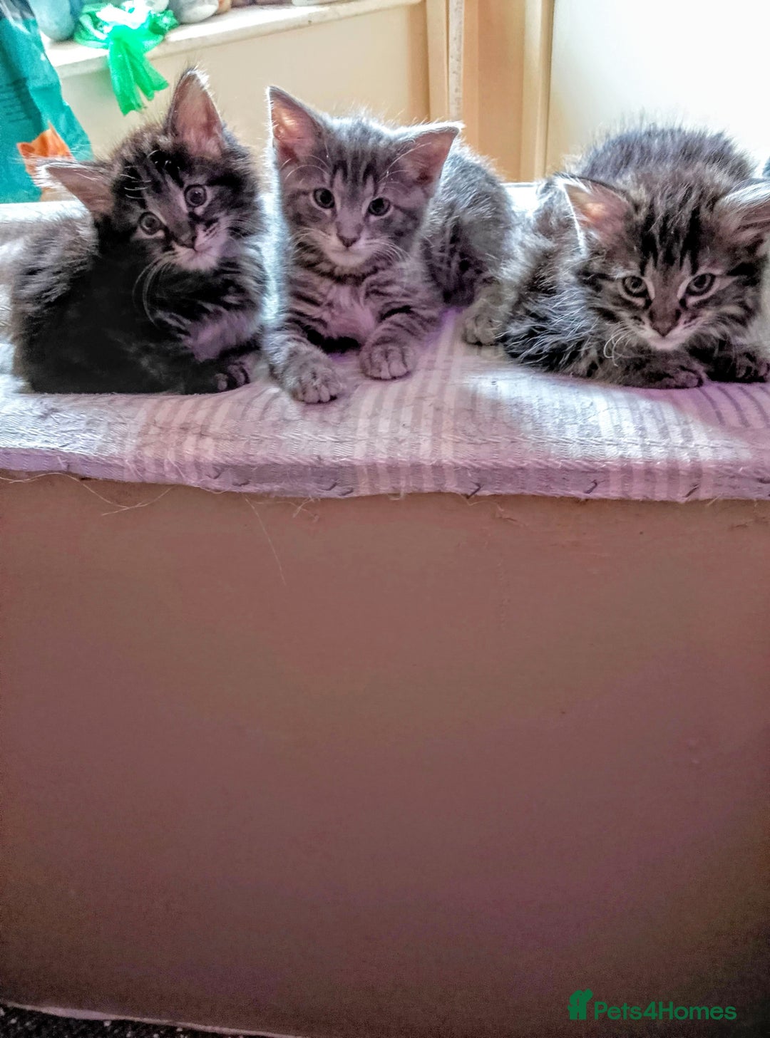 Norwegian Forest Cat cats for sale: 4 11 week old kittens  - Image 5