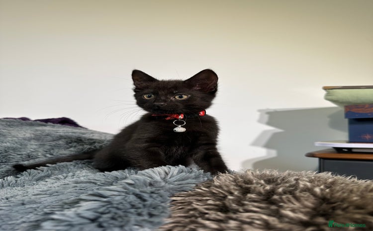 Mixed Breed cats - Advert 4