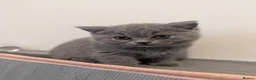 British Shorthair cats for sale: Champion line British Shorthair kittens in Blackburn - Advert 5