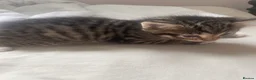 Mixed Breed cats for sale: 4 adorable kittens  - Advert 2