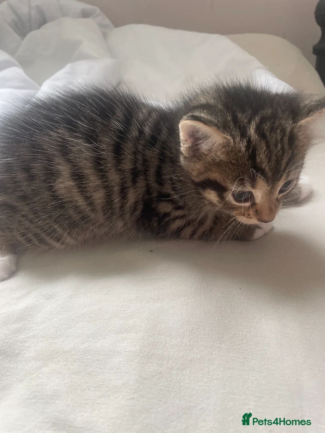 Mixed Breed cats for sale: 4 adorable kittens  - Advert 2