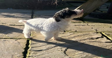 Jack Russell dogs Farm bred rough coated Jack Russell boy for sale - Advert 8