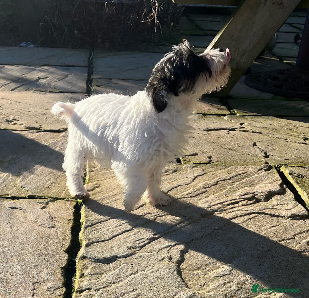 Jack Russell dogs for sale: Farm bred rough coated Jack Russell boy for sale - Advert 6