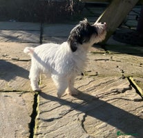 Jack Russell dogs Farm bred rough coated Jack Russell boy for sale - Advert 6