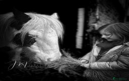 Irish Cob horses for sale: Companion Mare & Filly Foal - Image 3