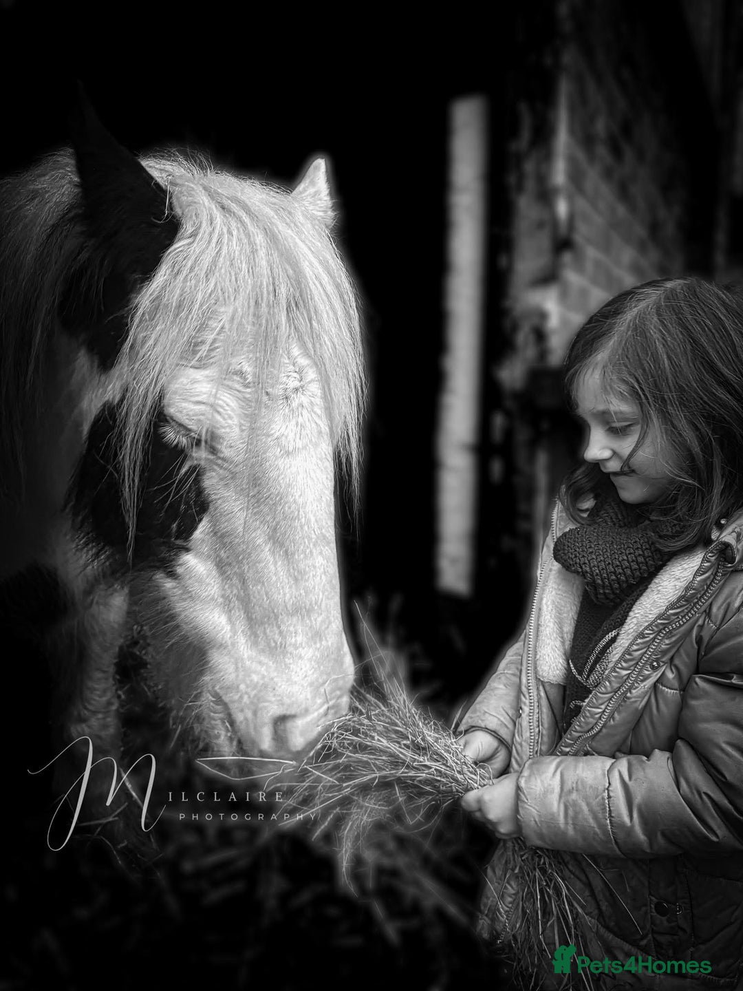 Irish Cob horses for sale: Companion Mare & Filly Foal - Image 3