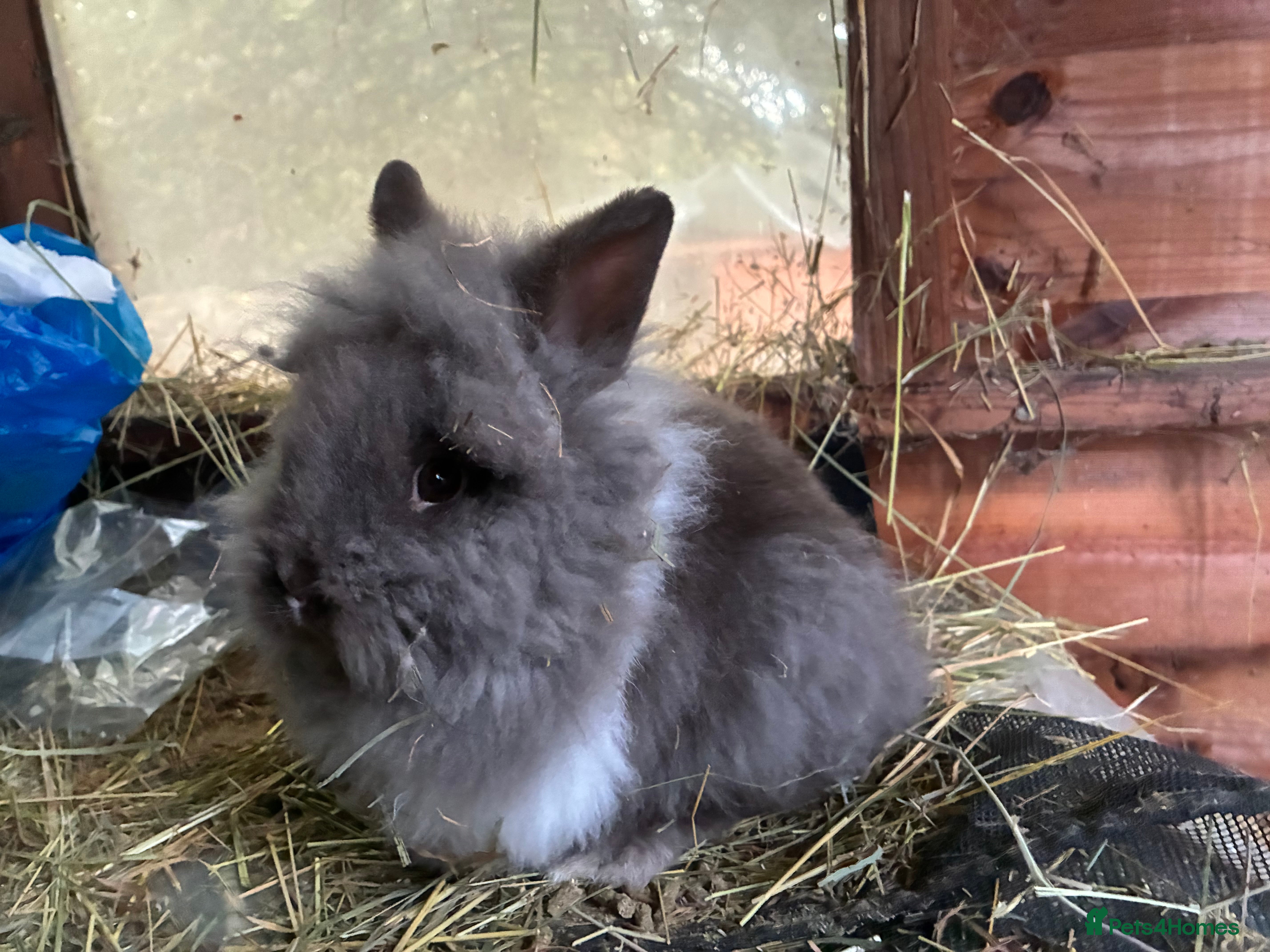 Lionhead rabbits 2 lionhead babies  - Advert 8