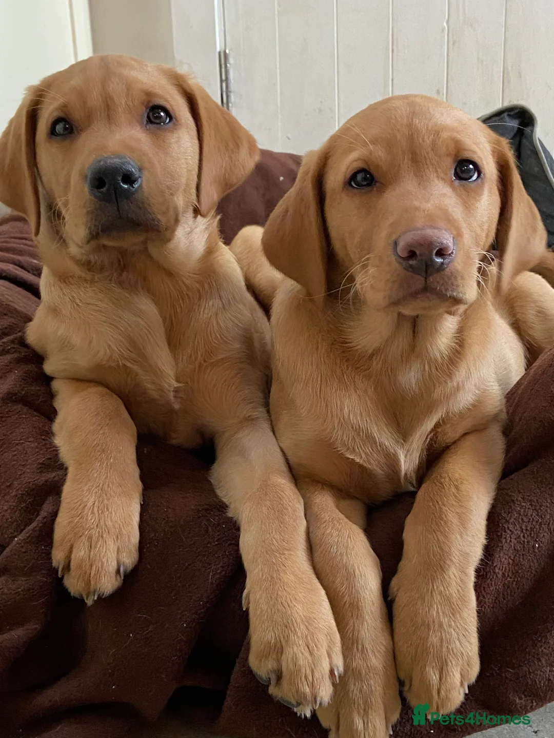 Labrador Retriever dogs for stud: Experienced Fox Red Labrador available for stud in Buckingham - Advert 7