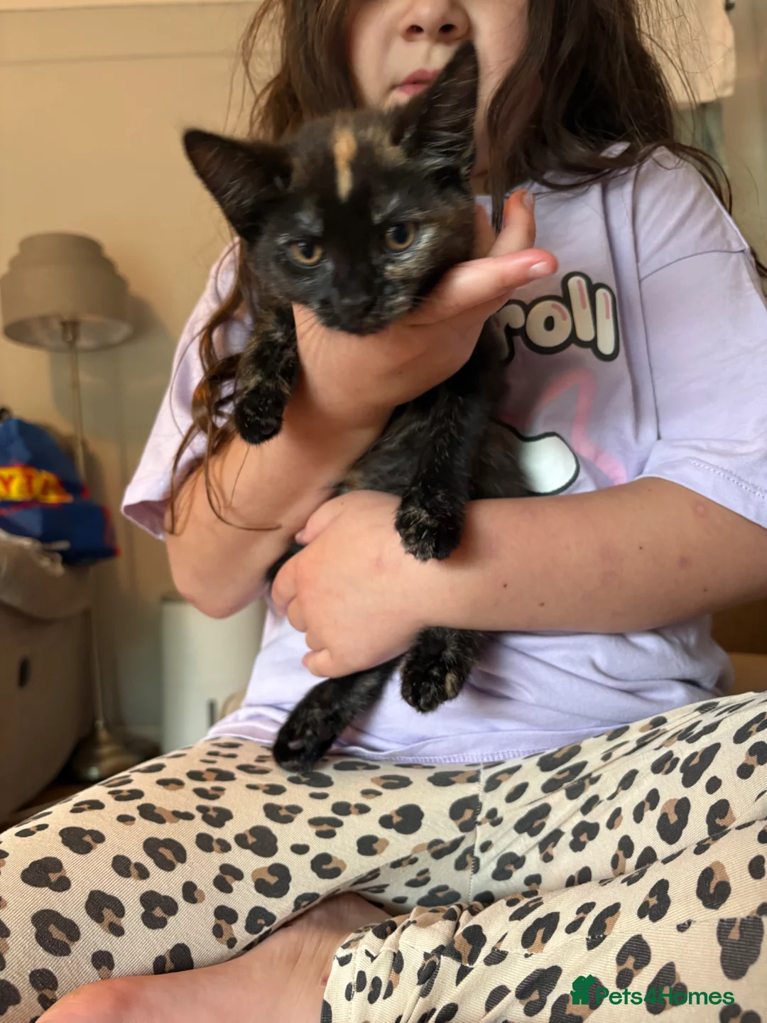 Mixed Breed cats for sale: 3 female kittens - Advert 2