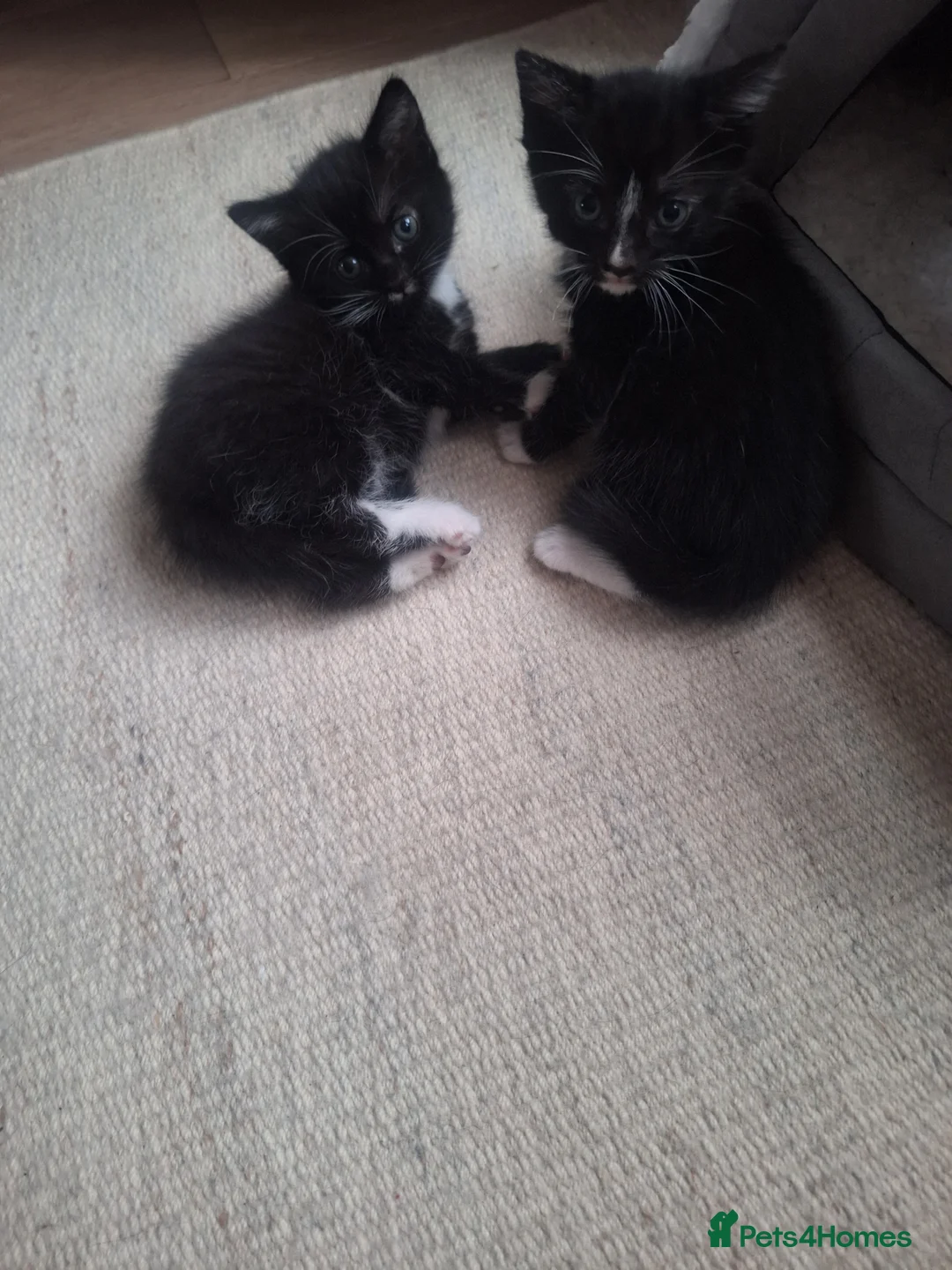 British Shorthair cats for sale: Kittens ready in 3 weeks  - Advert 1