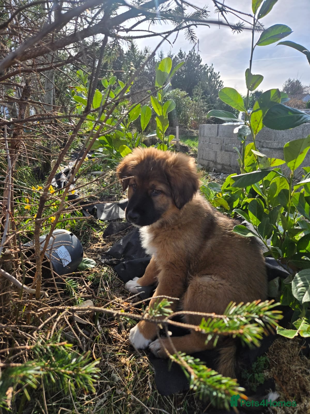 Mixed Breed dogs Highland Shepherd Puppies!!! - Advert 1